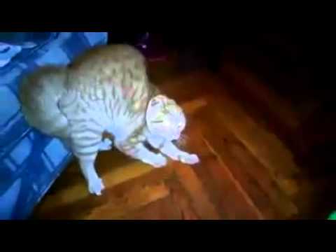 I Don't Think That Cats Like Flowers Much 2