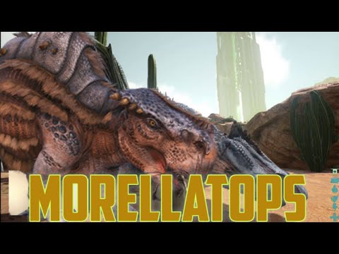 como tamear un morellatops / vaga