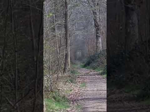 "Screaming Woods "#paranormal activity#strange forest#shadows #unexplained #ghosts in the forest