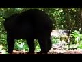 Black Bears In The USA David Attenborough BBC Studios