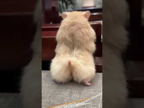 Funny pets /2025 funny hamsters #hamsters #3