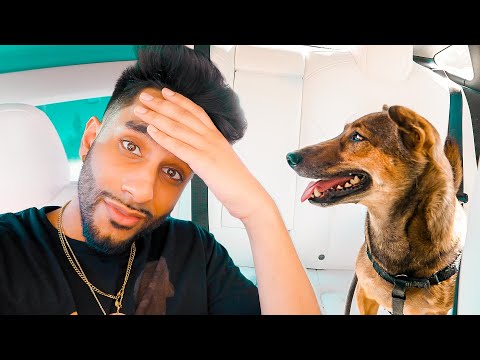 our dog peed in our TESLA *We Had No Idea*