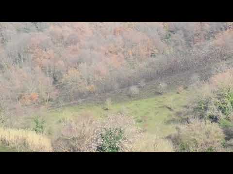 Lo Sciame Arlena di Castro