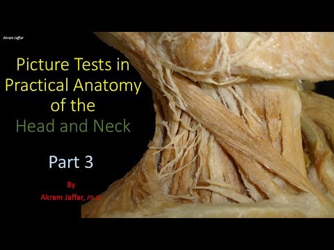 Test obrazkowy z anatomii głowy i szyi - część 3
