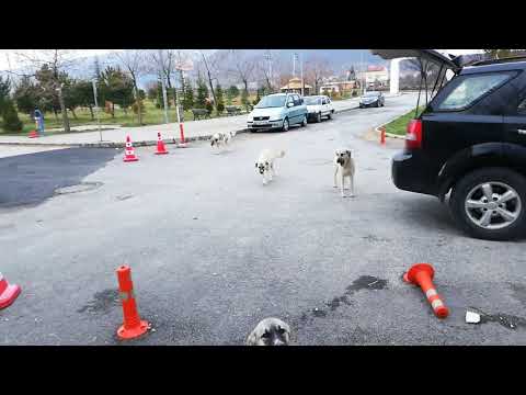 Müzisyen Özlem Ökten sokak hayvanları benim canlarım çok tatlılar