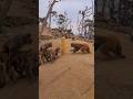 Monkeys Quarrel Louder Than Voice 3