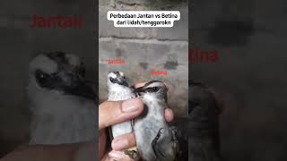 Download lagu How to tell male and female yellow-vented bulbuls apart #songbird #yellowventedbulbul mp3