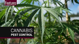 How cannabis growers use natural pest control