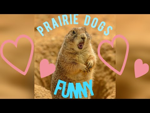 Des vidéos d'animaux drôles qui vous feront rire, c'est garanti.