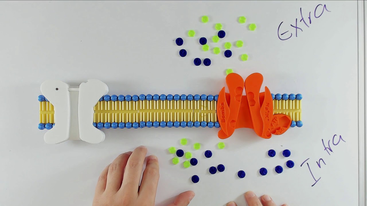 Transportes de Membrana - #06 Transporte Ativo Primário e Bomba de Sódio e Potássio - Fisiologia C