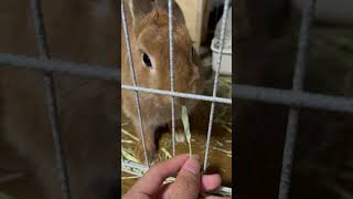 #rabbit #animals #pets #cute