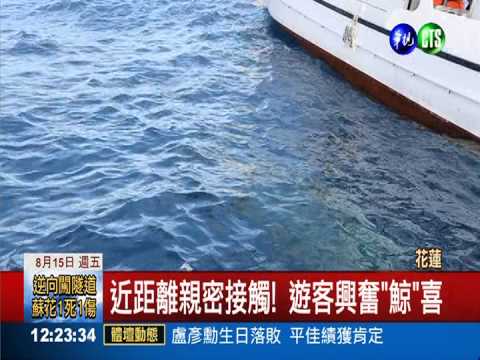 暑假花蓮賞鯨 抹香鯨意外示好