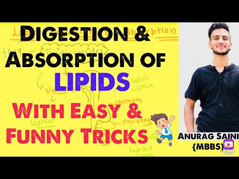 Lipids Digestion and Absorption