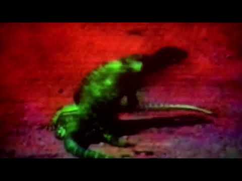 FOQL - mostly mistaken (przeważnie się mylę)