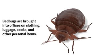 Bedbugs in the Workplace