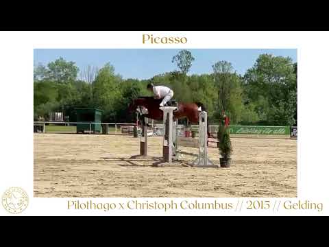 Picasso // Jumper,  Equitation// Quantensprung x Lugato // 2018 // Mare