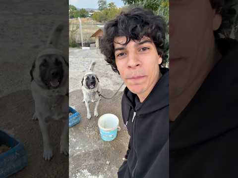 köpek patisi çıkıyo