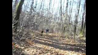 preview picture of video 'Borzoi & Dobermann walk in Buftea Forest 2'