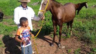 Ezequias apresenta cavalo Dólar kkk