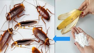 ❤️❤️ Natural Ways to Get Rid of Cockroaches Permanently { How to get Cockroaches out of House }