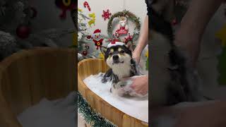 Download lagu ASMR | Manyu's Christmas Special SPA mp3