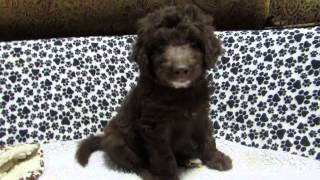 Standard F1 Aussiedoodle Puppies 6 wks old - Dreamydoodles.com