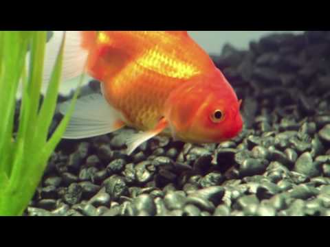 Short film Goldfish 2007 Michael Fassbender