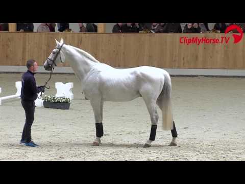 Coupe de Coeur Hengstschau 2017
