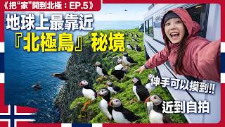 Download lagu 傳說中的『北極鳥』追了6小時...超感動！數萬隻同時現身｜露營車北極 4國 EP5 挪威 mp3