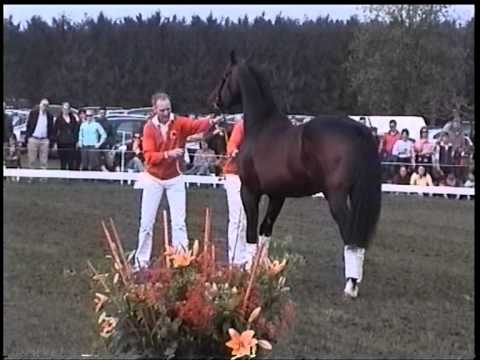 KWPN approved stallion Oscar (Wolfgang x Nabuur) shown at Pretendenthoeve 2009