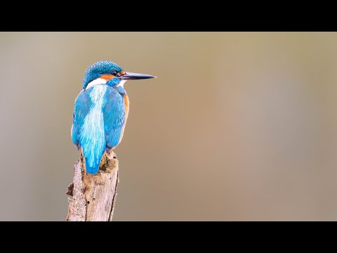 Eisvogelfotografie im Winter – Rieselfelder Münster