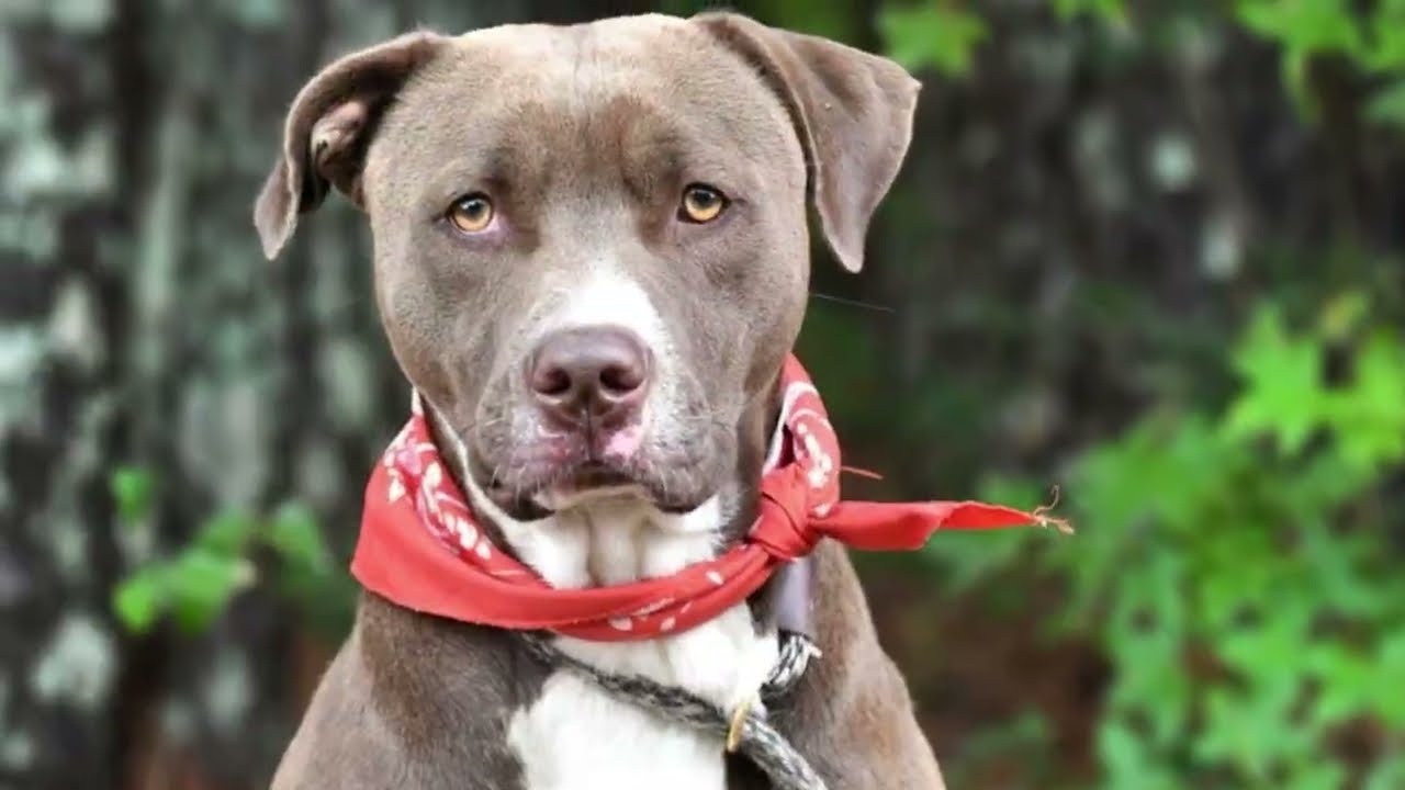 Enlarge Jackson, a Adoptable Pit Bull Terrier in Monroe, GA video 3/6