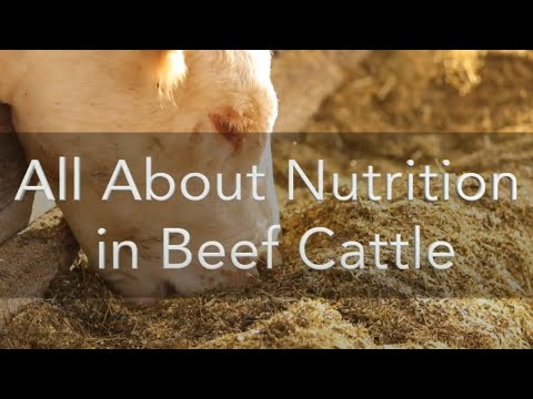 , title : 'All About Nutrition in Beef Cattle'