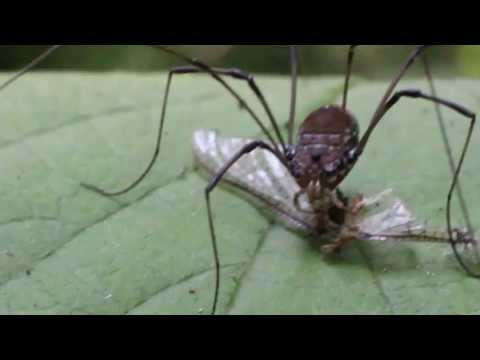 Daddy Long Legs or Harvestman Eating