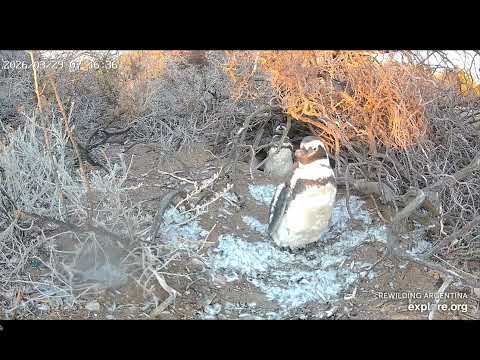 Juana saca plumas y amanece, pingüino Magallanes, I. Tova Chubut Rewilding Argentina Patagonia Azul