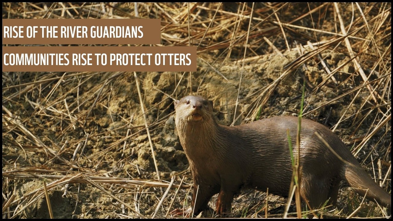 Rise of the river guardians: Communities rise to protect otters