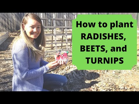 Planting RADISHES, BEETS, and TURNIPS - cool-weather root vegetables