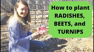 Planting RADISHES, BEETS, and TURNIPS - cool-weather root vegetables