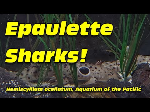 Aquarium of the Pacific：Epaulette sharks at the Aquarium