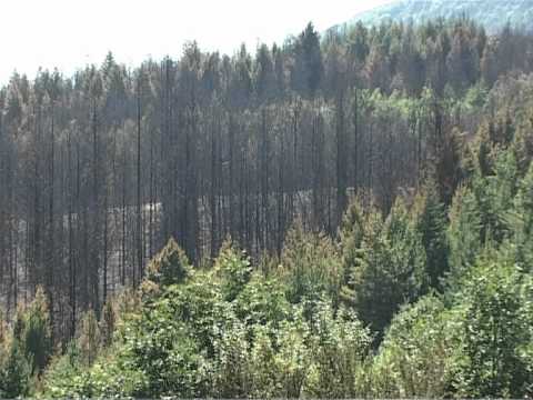TV Tera Bitola  Pozarot na Pelister staven pod kontrola 21 08