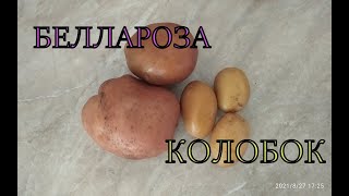 Форма и размеры клубней