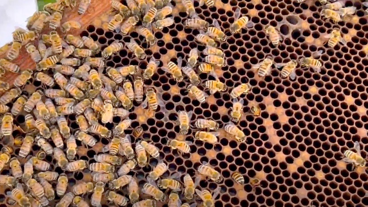 Summer Hive and Varroa Inspection