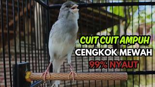 Download lagu KENARI GACOR  Cuit CUIT BIRAHI SUARA Kenari MASTERAN TERBAIK UNTUK PANCINGAN & MASTERAN Kenari PAUD mp3