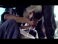 Traditional Farmers Families Who Live From Milking Cows TvAgro By Juan Gonzalo Angel