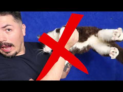 How to pick up a cat like a pro - not a Vet’s advice on cat handling