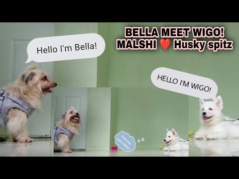 MALSHI AND HUSKY SPITZ | BELLA MEET WIGO