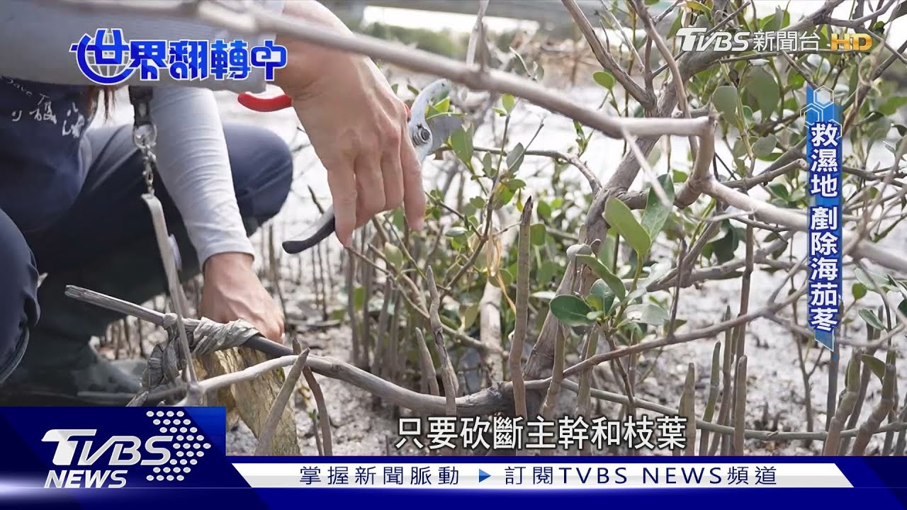 只是長錯地方!生態廚師搶救濕地 剷除海茄苳變美食玩創意
