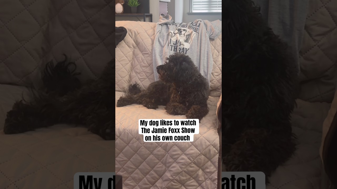 Here’s my dog watching his favorite TV show 😂 #dogshorts #rescuedog #dogmom ￼