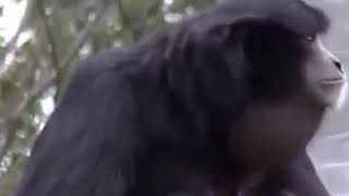 Download lagu Dubbing jawa monyet manggil nama agus LUCUUUU mp3