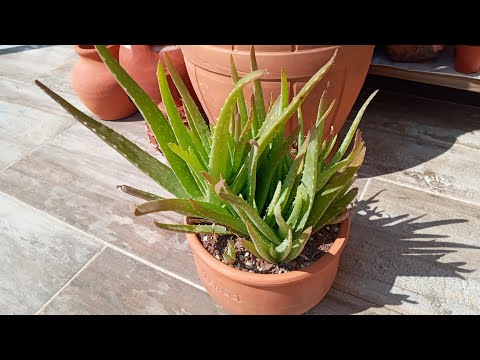 mi történik a papillómával, ha aloe-t eszel készítmények a helminták testből történő eltávolítására